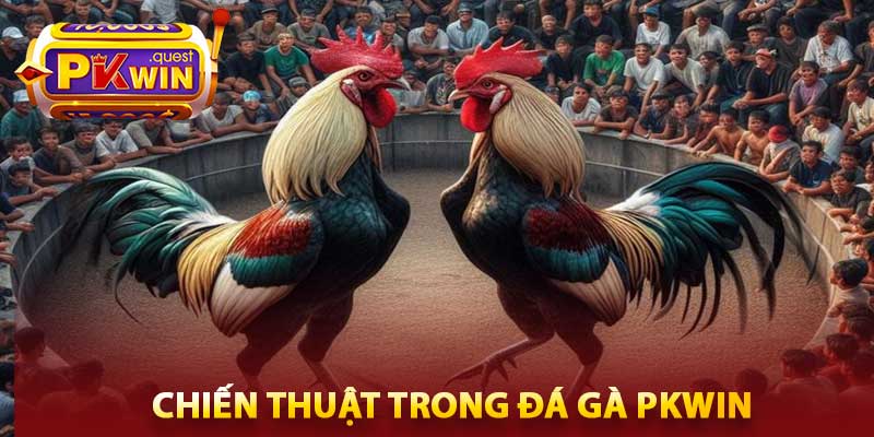 Đá Gà PKWin